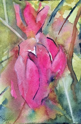 Tulip Magnolia by Sue Kelman